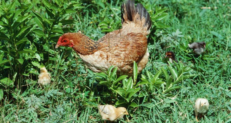 Cuando se les da la opción, las gallinas prefieren un suelo natural en lugar de malla de alambre.