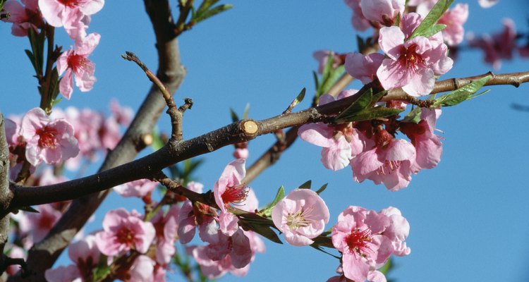 El duraznero florece desde finales del invierno hasta mediados de la primavera, según su ubicación.