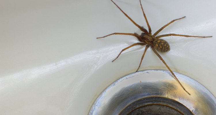 Aranha na banheira