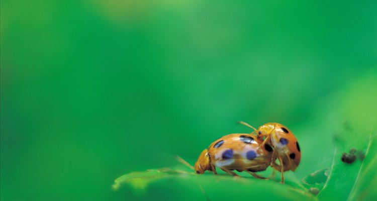 Muchos tipos de escarabajos se alimentan de la corteza de los árboles estresados.