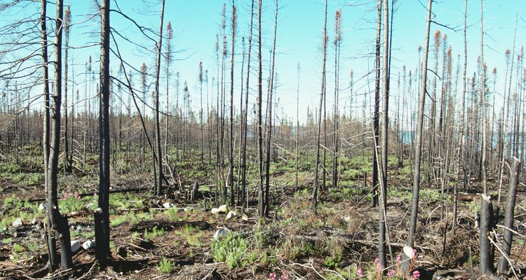 Evita las plantas que puedan provocar incendios.