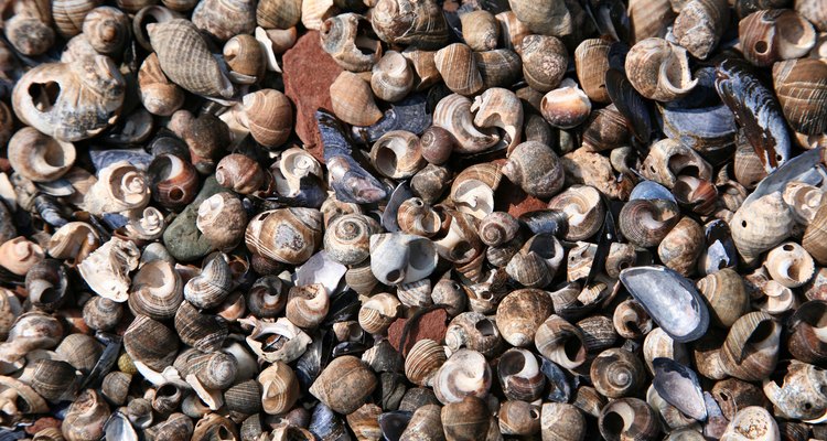 Las conchas marinas son recuerdos comunes y entrañables de playa, pero pueden oler mal si no se tratan.