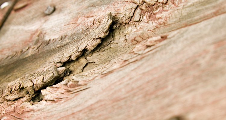 You must treat dry rot without delay.