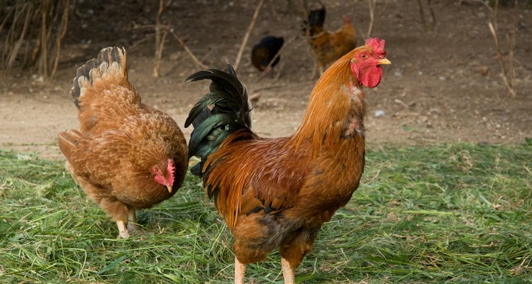 Mantenha suas galinhas felizes e saudáveis com uma grande área de convivência