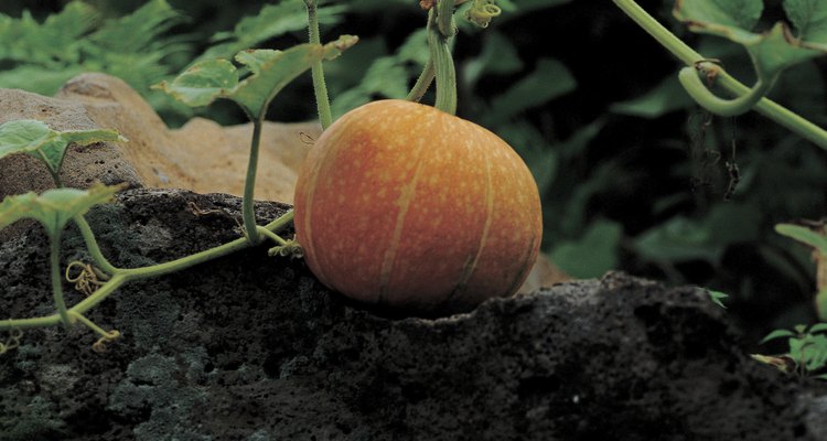 Las variedades pequeñas de calabaza tienen cáscara más delgada que las grandes.