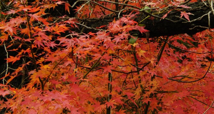 Japanese maples can become the victims of aphids and scale insects.