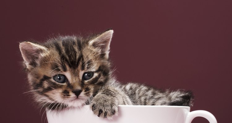 Veja as razões para seu gato estar fazendo cocô fora da caixa