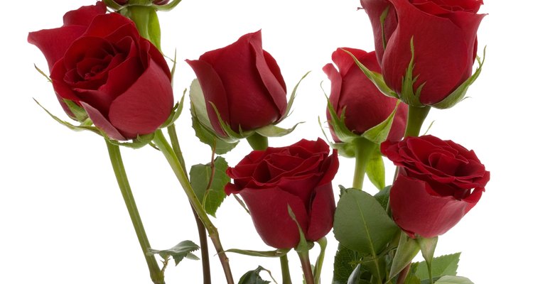 Las rosas siempre han significado amor y romance.