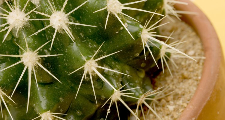 Durante la Edad Media la palabra cactus era el nombre usual para la alcachofa comestible.