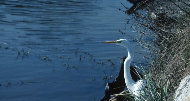 Las aves en los Everglades se clasifican en aves limícolas, aves terrestres y aves de caza.