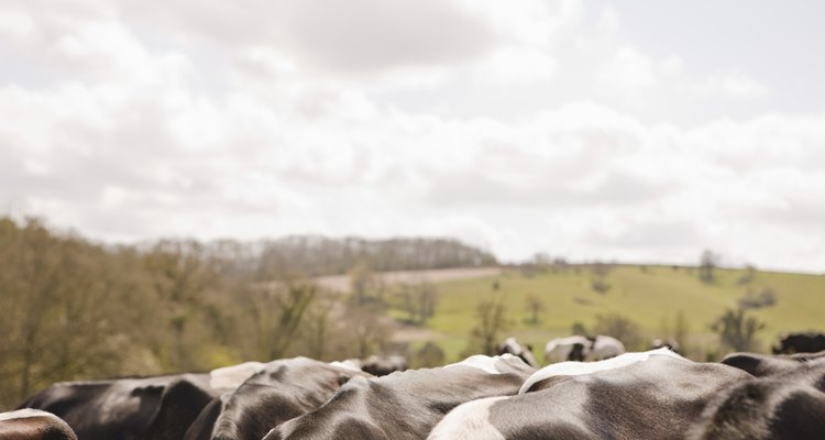 Los bovinos son animales robustos adaptados a las praderas planas y los pastos de la sabana.