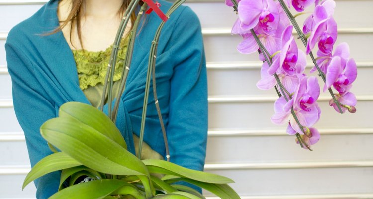 Una mujer y su orquídea, no tiene precio.