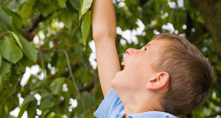 Eliminate fruit flies with insecticides.