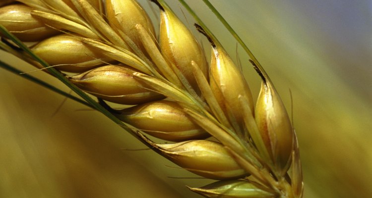 Sinais e sintomas de alergias ao trigo e grãos integrais