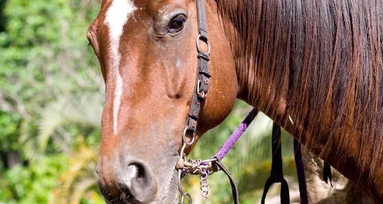 La wolfsbane puede ser mortal para los caballos que ingieren menos de un 0.1% de su peso corporal.