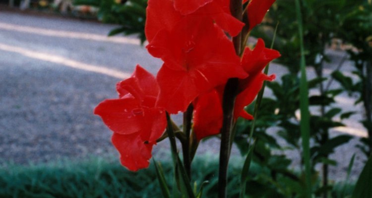 Las flores de gladiolo no puede sobrevivir al aire libre durante el invierno en la mayoría de los climas.