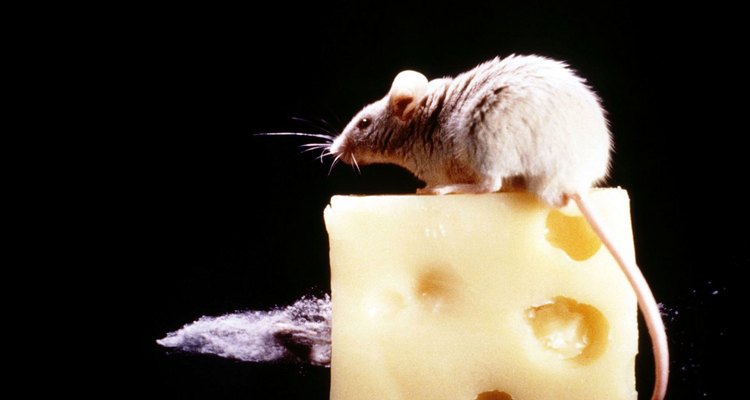 Existem maneiras naturais de afugentar ratos de sua residência sem precisar matá-los