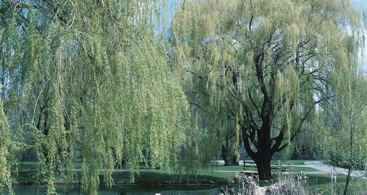 Willow trees growing near septic fields invade pipes and cause backups.