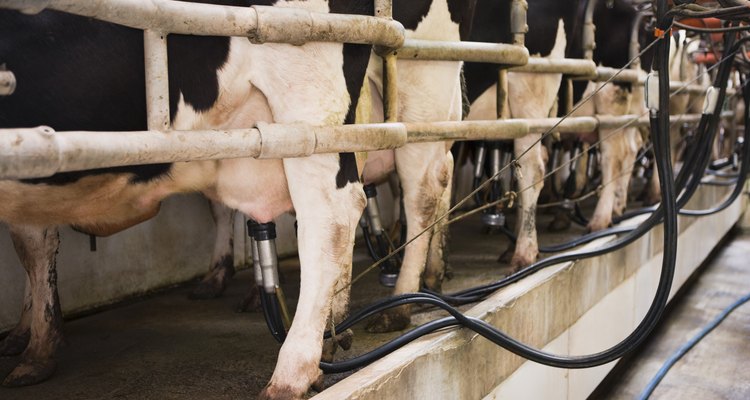 Por 10 meses cada año, las vacas Holstein entran al establo de ordeñado dos o tres veces.