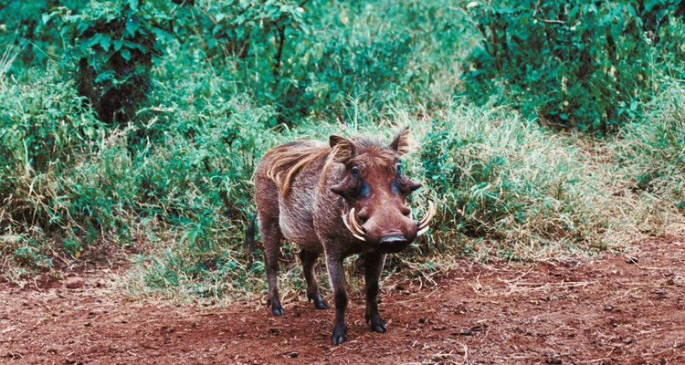 Los cerdos salvajes son los más prolíficos de los omnívoros de la selva.