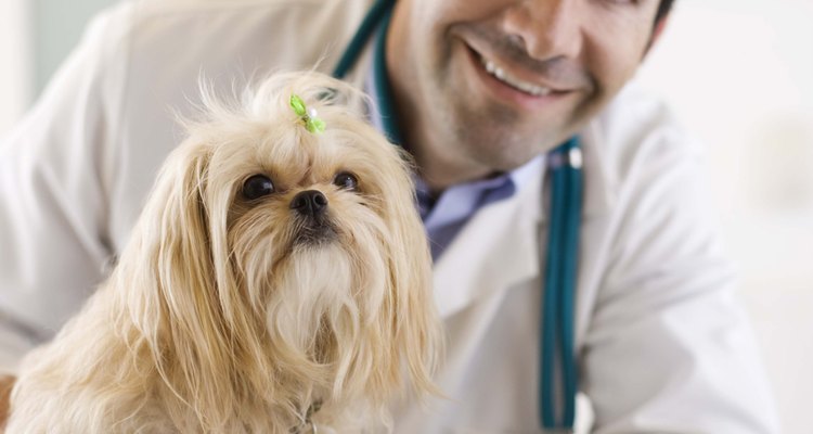 Antes de suministrar cualquier medicamento a tu perro, debes consultar con un veterinario.