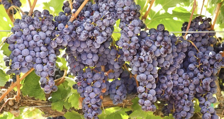 La uva moscatel se utiliza en la elaboración de jaleas y vinos