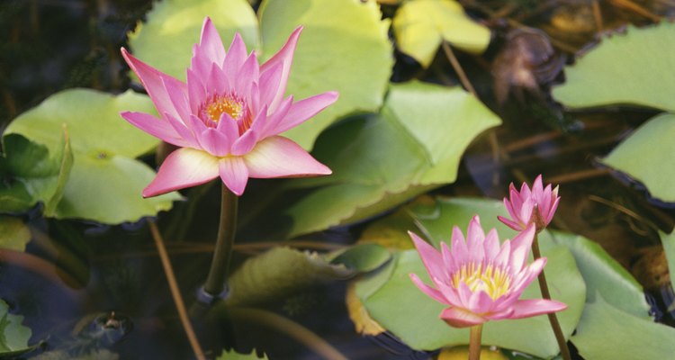 Install an external pump for your water garden.