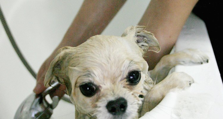 O banho em animais de estimação deve seguir regras básicas