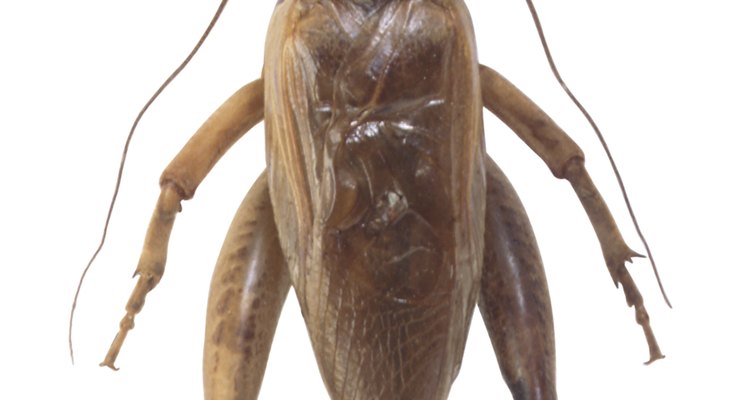 La falta de un ovipositor largo y delgado en la parte trasera de este grillo lo identifica como un macho.