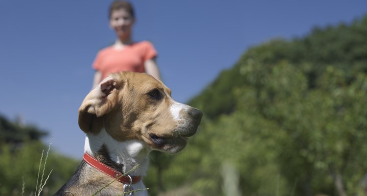 Los perros pueden superar su miedo a la gente con un entrenamiento y paciencia.