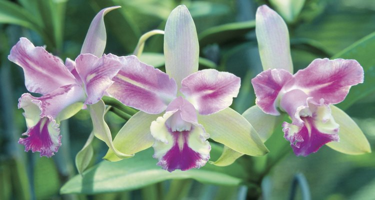 Close-up of Orchid flowers, Garden of the Sleeping Giant, Viti Levu Island, Nadi, Fiji