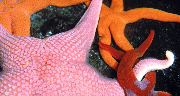 Diversos espécimes de estrela do mar podem regenerar membros perdidos