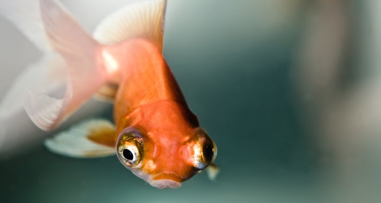 Um peixe-dourado adulto necessita de 75 a 115 litros de água