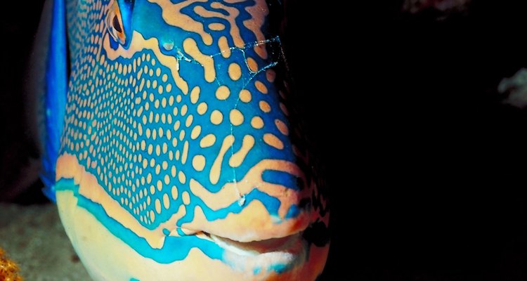 A parrot fish literally can change its spots.