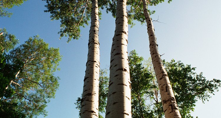 Nitrato de cobre para detener el crecimiento radicular del árbol con muros  de contención |