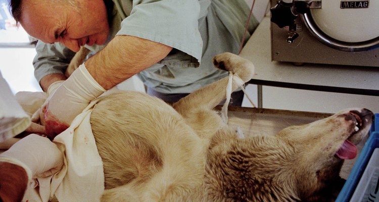 La histerectomía en perras tiene muchos beneficios de salud.