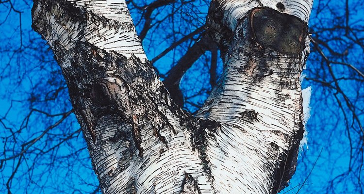 Silver birch trees have a distinctive bark.