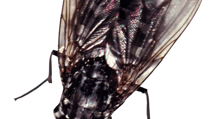 Protect your horse from flies.
