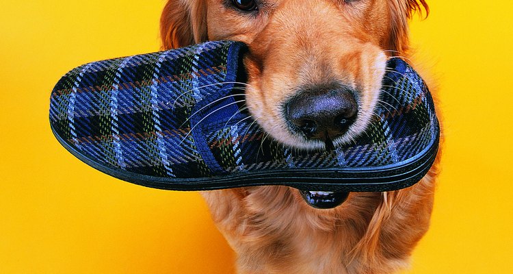 Los golden retrievers necesitan limpieza regular del oído.