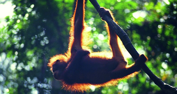 Los orangutanes viajan solos para poder encontrar comida suficiente.