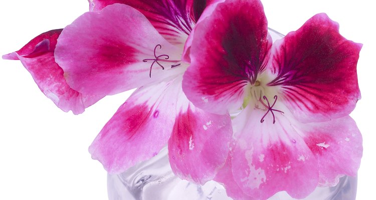 How to preserve flowers with glycerine