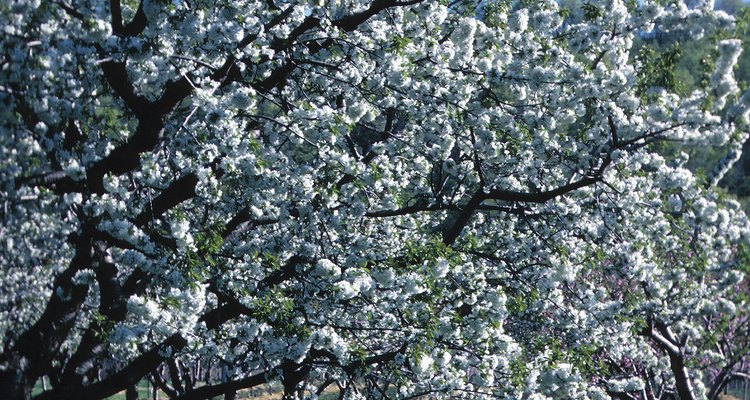 Apple blossom time begins in late spring.
