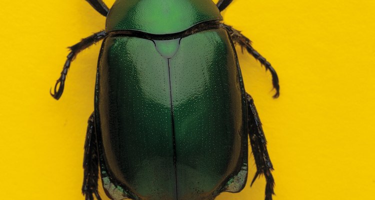 Scarab beetles eat leaves from all sorts of plants.