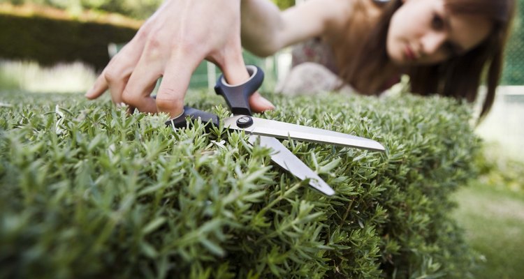 You must prune a privet hedge to train it into the shape and size you want.