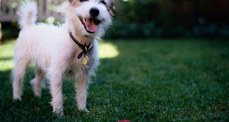 Un perro en un jardín.