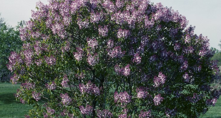 Persian lilac's flower clusters are much smaller than those seen on modern lilac cultivars.