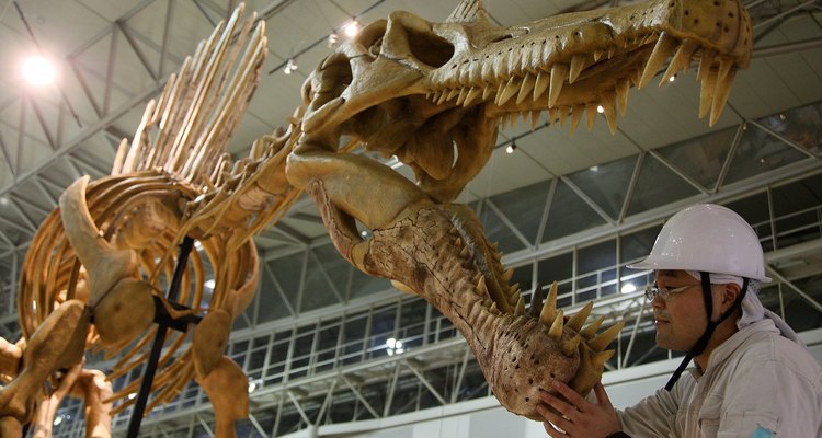Spinosaurus is known for its large spinal fin.