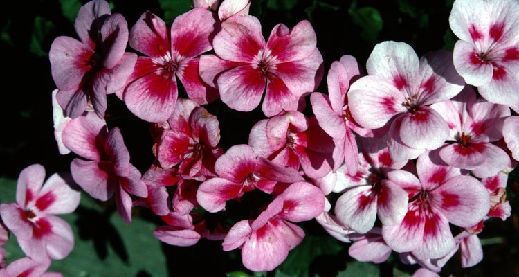 El geranio es una planta muy aromática.
