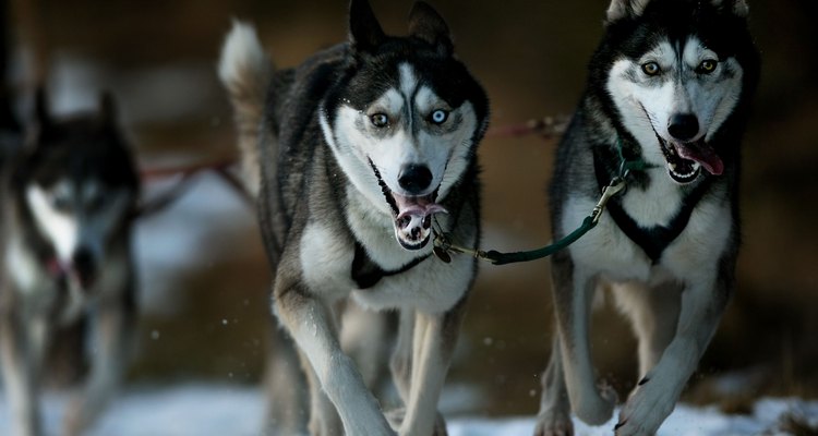 Os huskies têm olhos marrons, azuis ou um de cada