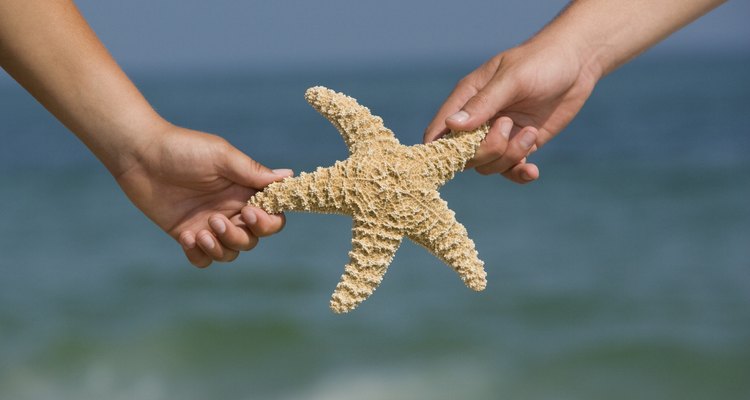 Estrelas do mar não são uma iguaria comum, mas podem ser preparadas em um bisque
